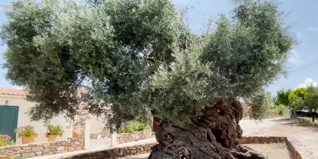 4 bin yıldır hayatta: Dünyanın en yaşlı ağacı yılda 20.000 ziyaretçi çekiyor 4